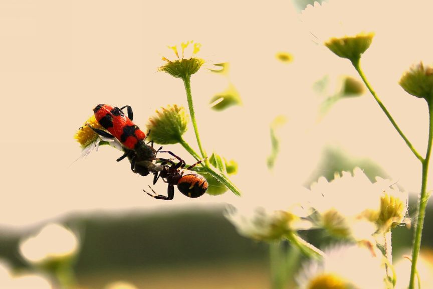 Trichodes apiarius con Synema globosum